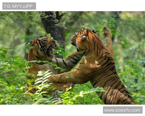 墨美洲与老虎大学激战正酣精彩对决引发球迷热议 墨美洲与老虎大学激战正酣精彩对决引发球迷热议